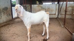 goatwala-sojat-male
