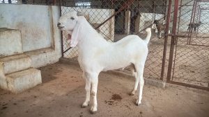 goatwala-sojat-male1