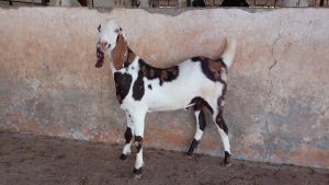 goatwala-sojat-male10