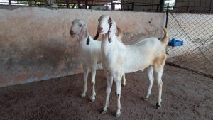 goatwala-sojat-male11