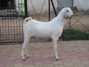 goatwala-sojat-male12