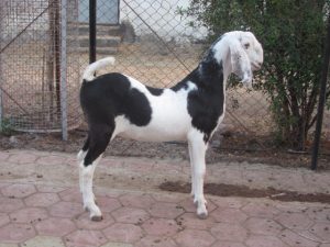 goatwala-sojat-male13