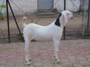 goatwala-sojat-male15