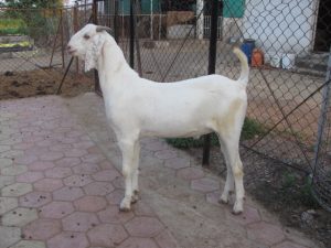 goatwala-sojat-male16