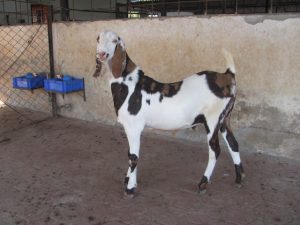 goatwala-sojat-male17