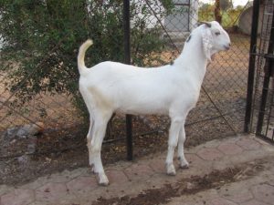 goatwala-sojat-male18