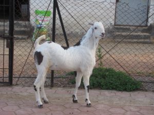 goatwala-sojat-male19