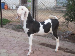 goatwala-sojat-male2