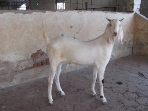 goatwala-sojat-male20