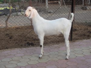 goatwala-sojat-male21