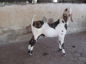 goatwala-sojat-male22
