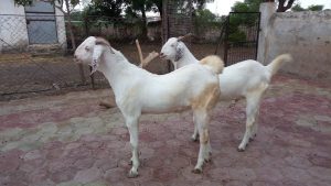 goatwala-sojat-male4