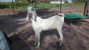 goatwala-sojat-male5
