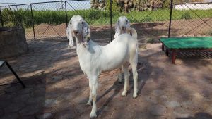 goatwala-sojat-male6