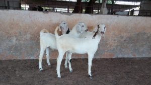 goatwala-sojat-male7
