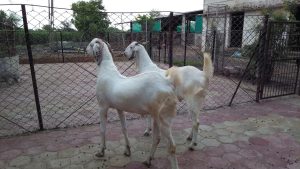 goatwala-sojat-male8