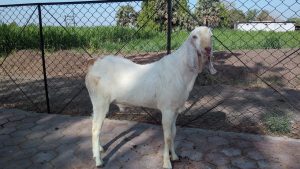 goatwala-sojat-male9