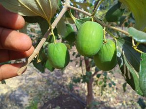 organic-fruits4