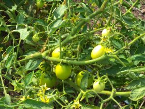 organic-fruits6