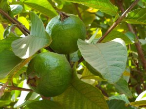 organic-fruits7