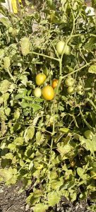 organic-fruits9